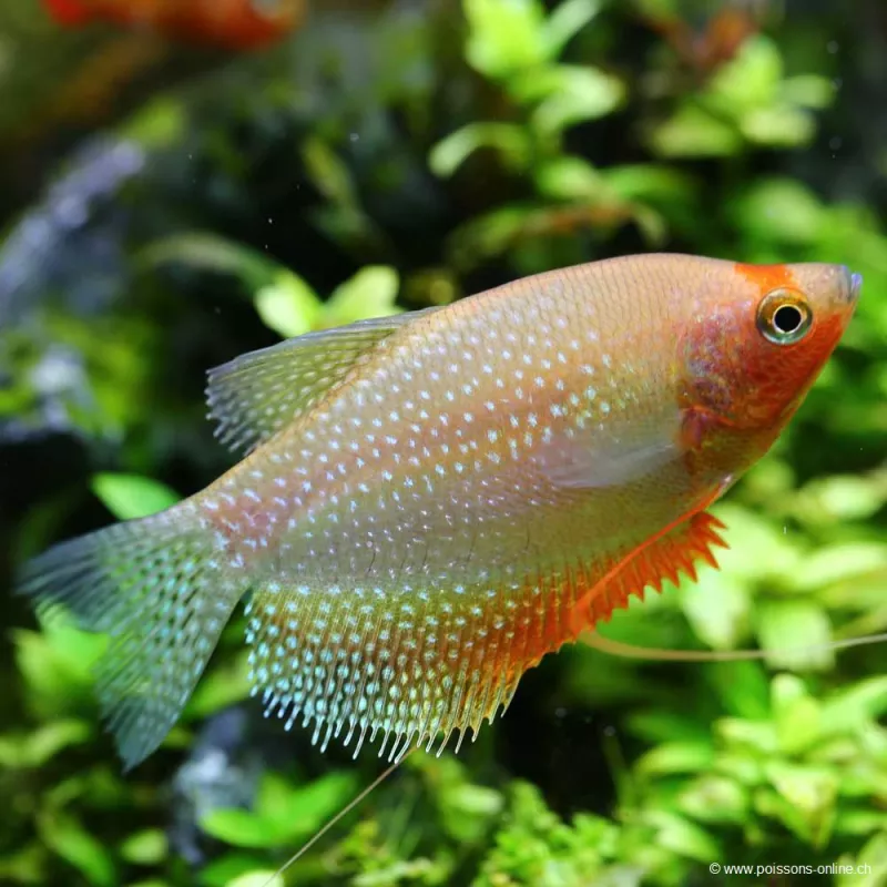 Mosaik Fadenfisch Golden - Trichogaster Leeri Golden