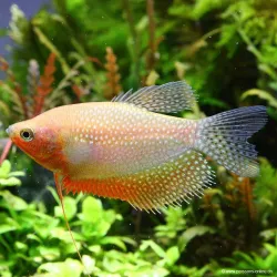 Mosaik Fadenfisch Golden - Trichogaster Leeri Golden