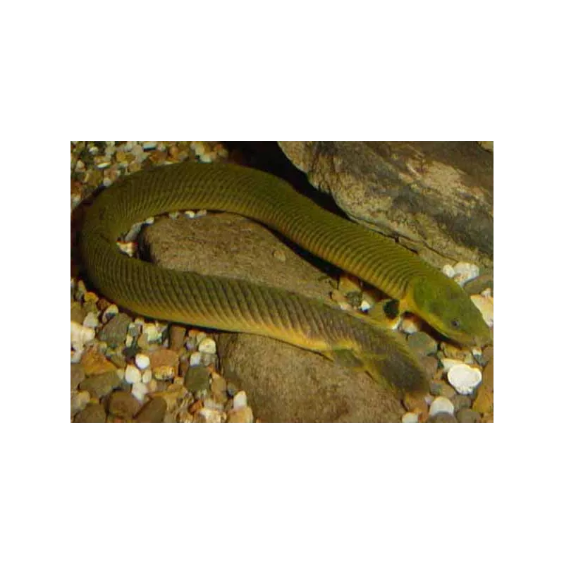 Flösselaal - Calamoichthys Calabaricus
