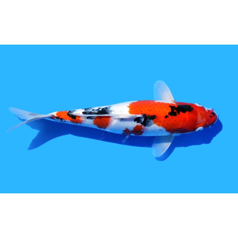 Koi-Karpfen, Auswahl 2