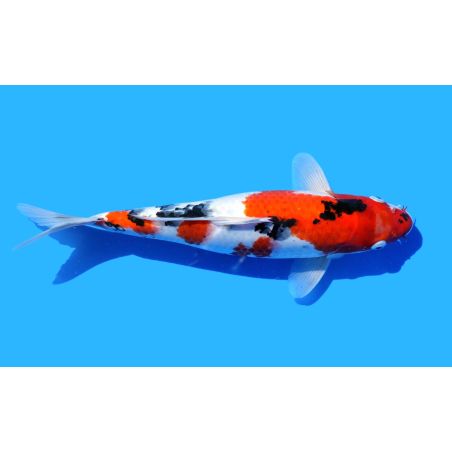 Koi-Karpfen, Auswahl 2