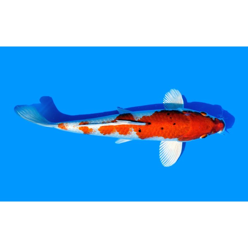 Koi-Karpfen, Auswahl 4