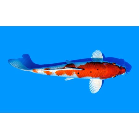 Koi-Karpfen, Auswahl 4