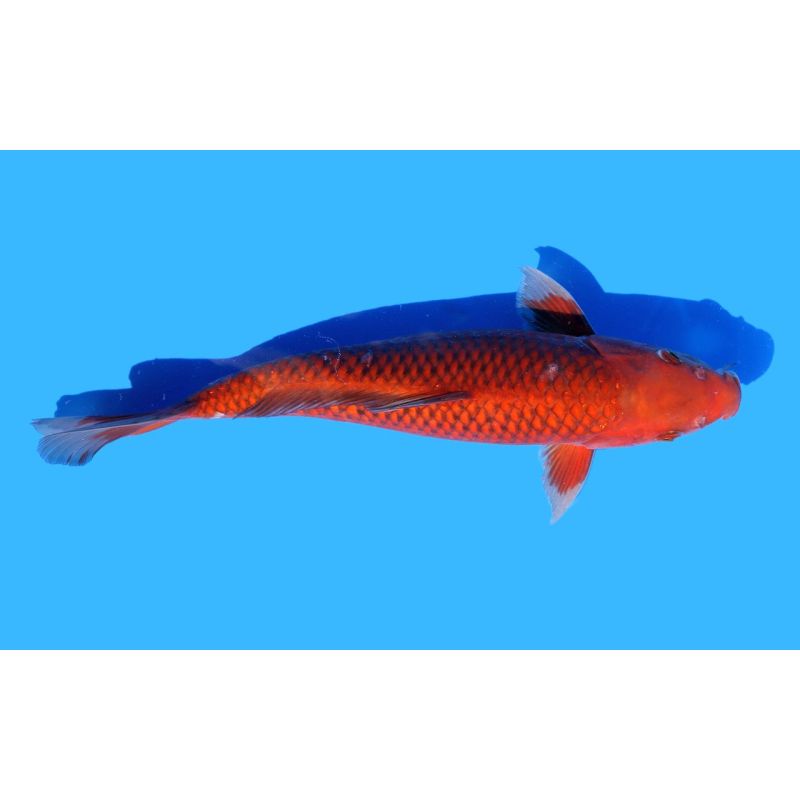 Koi-Karpfen, Auswahl 5