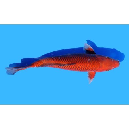 Koi-Karpfen, Auswahl 5