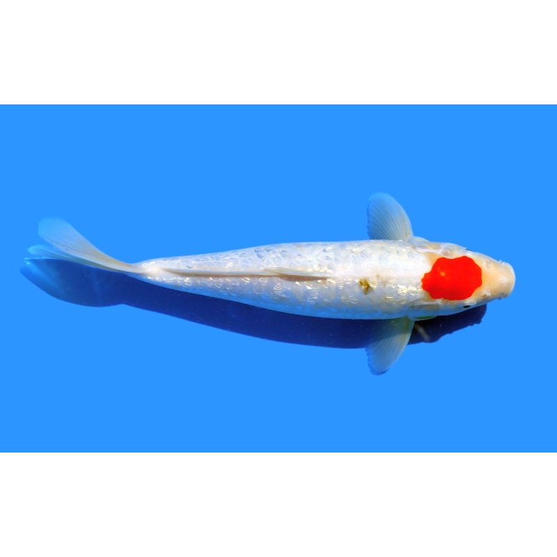 Koi-Karpfen, Auswahl 6