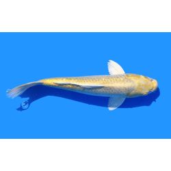 Koi-Karpfen, Auswahl 7