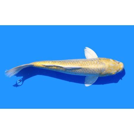 Koi-Karpfen, Auswahl 7