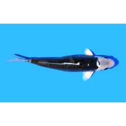 Koi-Karpfen, Auswahl 8