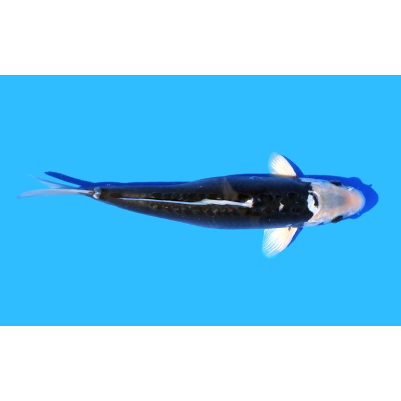 Koi-Karpfen, Auswahl 8