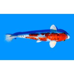 Koi-Karpfen, Auswahl 9