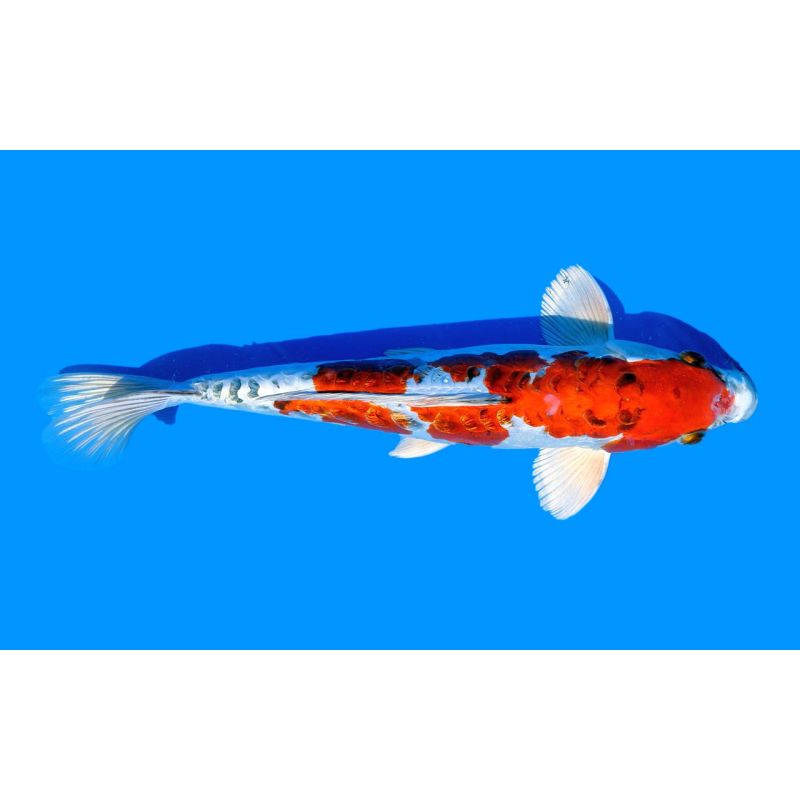 Koi-Karpfen, Auswahl 9