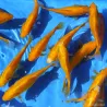 Goldfisch Yellow Comet