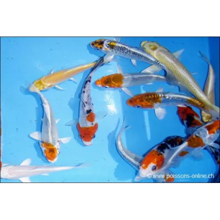 Carpe Koï Assortie Sélection
