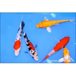 Carpe Koï assortie sélection