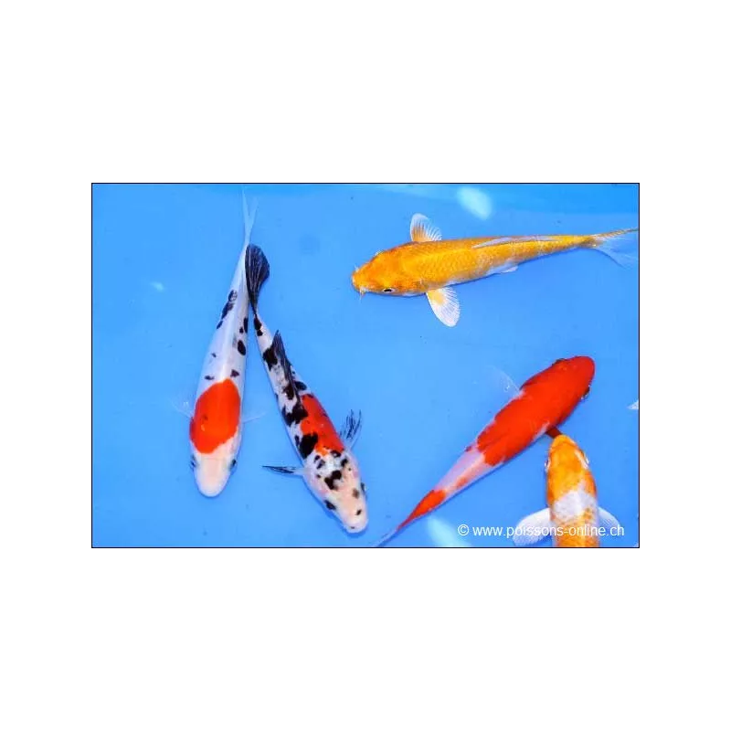 Carpe Koï assortie sélection