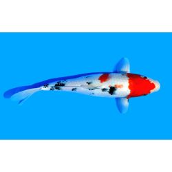 Koi-Karpfen, Auswahl 1