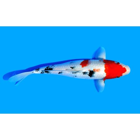 Koi-Karpfen, Auswahl 1