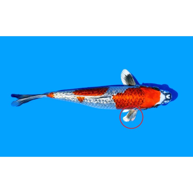 Koi-Karpfen, Auswahl 3