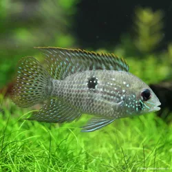 Acara Bleu - Aequidens Pulcher