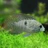 Acara Bleu - Aequidens Pulcher