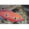 Roter Cichlide - Hemichromis Lifalili