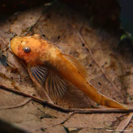 Ancistrus Rouge - Ancistrus Sp. Super Red