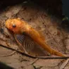 Roter Antennenwels - Ancistrus Sp. Super Red