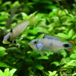 Pandurini Zwergbuntbarsch - Apistogramma Pandurini