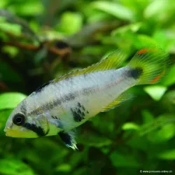 Pandurini Zwergbuntbarsch - Apistogramma Pandurini