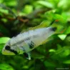 Apistogramma Pandurini - Apistogramma Pandurini