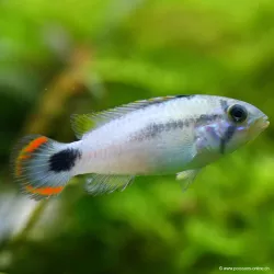 Apistogramma Pandurini - Apistogramma Pandurini