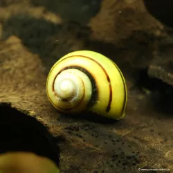 Asolene Spixi - Asolene Spixi