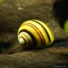 Asolene Spixi - Asolene Spixi