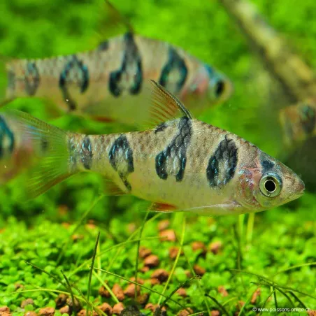 Barbus À Occelles - Desmopuntius Rhomboocellatus