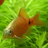Barbus Conchonius Néon Rouge - Pethia Conchonius
