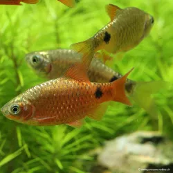 Barbus Conchonius Néon Rouge - Pethia Conchonius