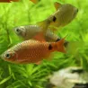 Barbus Conchonius Néon Rouge - Pethia Conchonius