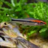 Barbus Crayon Mangeur D'Algues - Sahyadria Denisonii