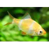 Sumatra Yellow Beardbus - Puntigrus Tetrazona Gold