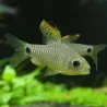 Barbus Draped Fin - Oreichthys Crenuchoides
