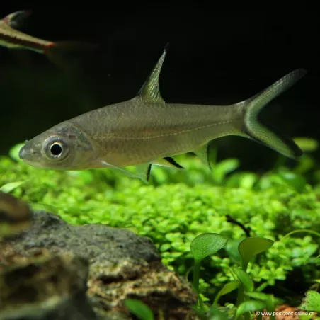 Barbus Requin - Balantiocheilos Melanopterus