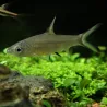 Squalo Barbuto - Balantiocheilos Melanopterus