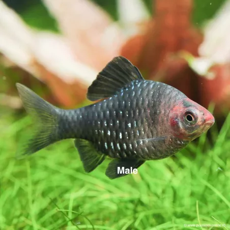 Purpurkopbarbe - Barbus Nigrofasciatus