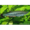 Bedotia Arc-En-Ciel - Bedotia Geayi