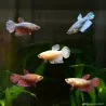 Betta Femelle - Betta Splendens