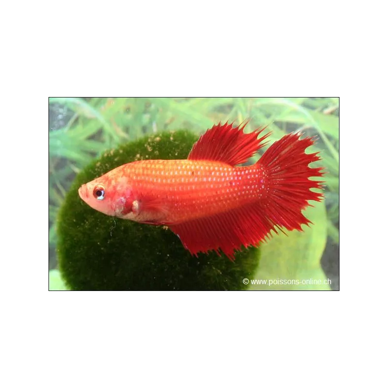 Betta Femelle Crowntail - Betta Splendens
