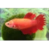 Betta Femelle Crowntail - Betta Splendens