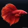Betta Mâle Halfmoon Red - Betta Splendens