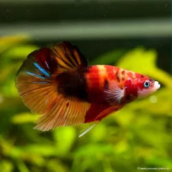 Kampffisch Mann Plakat Nemo Koï - Betta Splendens